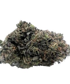 PLATINUM GUCCI