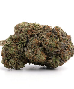 NORTHERN LIGHT