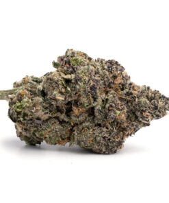 Purple Tangie Strain