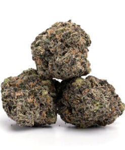 Purple Tangie Strain