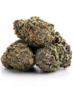 Master Kush Strain