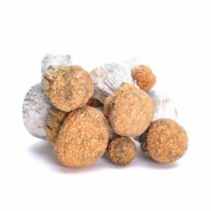 Enigma Mushrooms