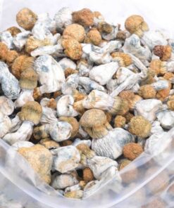 Enigma Mushrooms