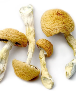 Golden Teacher Mushroom