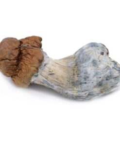 King Kong Magic Mushrooms
