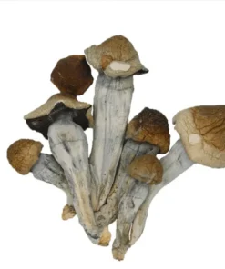 Penis Envy Mushroom