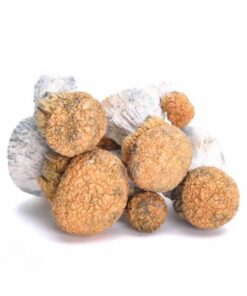Avalanche Magic Mushrooms