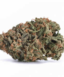 Hash Plant Strain